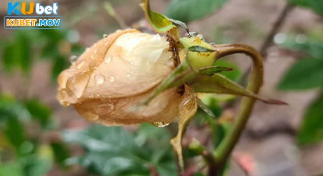 Giải Mã Giấc Mơ Thấy Hoa Màu Vàng Và Những Con Số Tài Lộc Mơ thấy hoa vàng bị héo úa